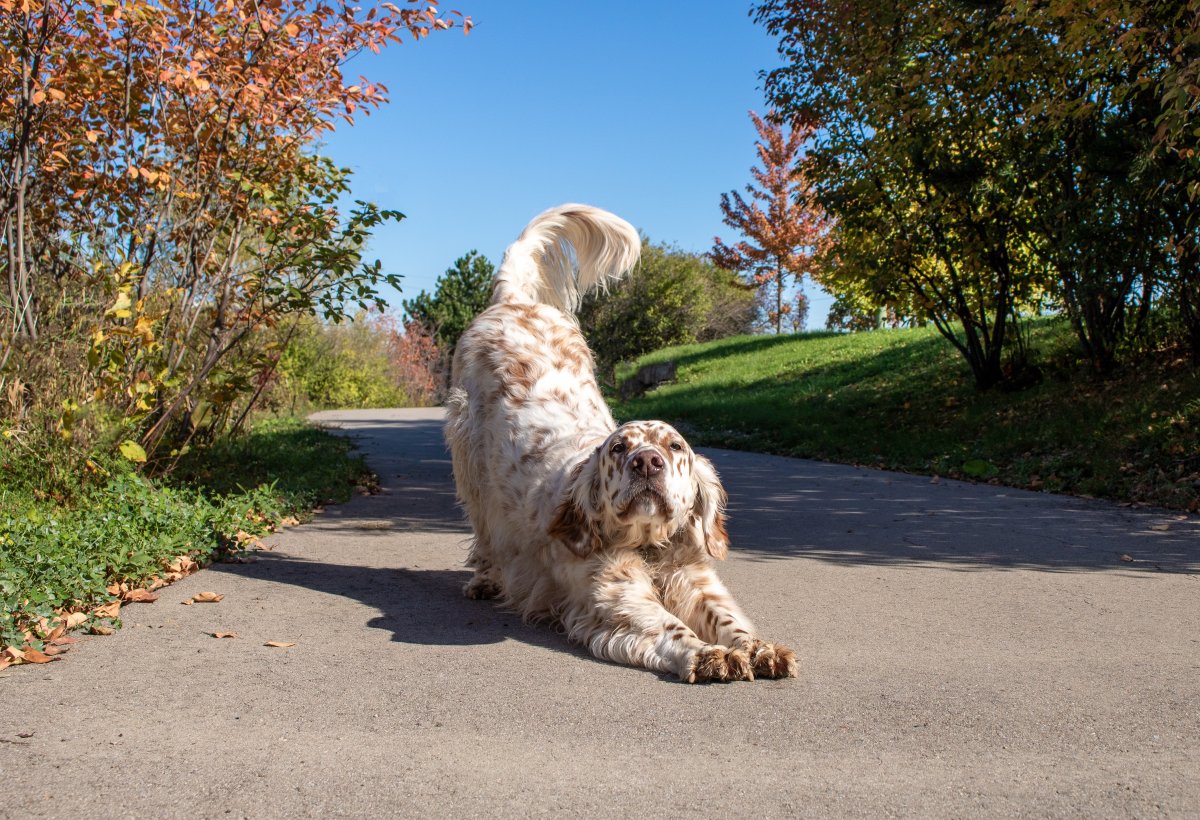 Chien et canicule : prévenir et réagir face au coup de chaleur