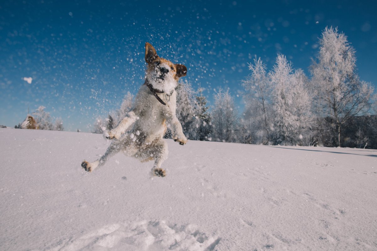 Hyperactivité du chien : méthodes naturelles pour l'apaiser